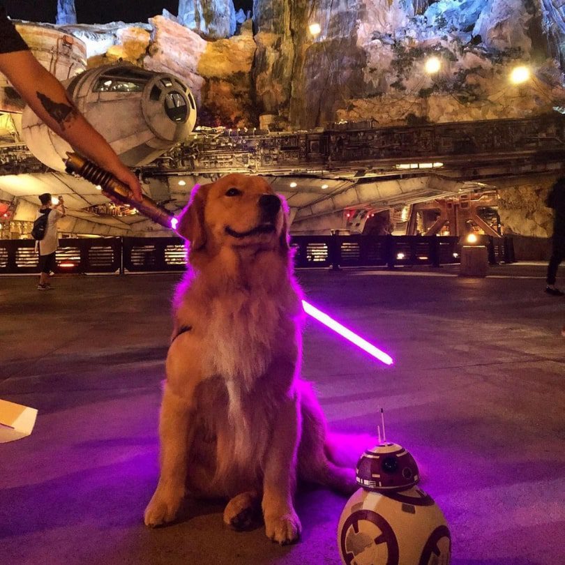 dog visiting orlando with his owner sitting next to a star wars robot